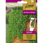 mentha-corsican-mini-mint