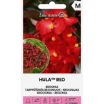 begonia-hula-red