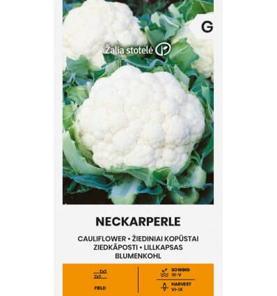 cauliflower-neckarperle