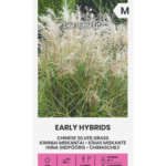 chinese-silver-grass