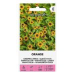 mexican-creeping-zinnia-orange 
