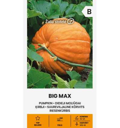 pumpkin-big-max